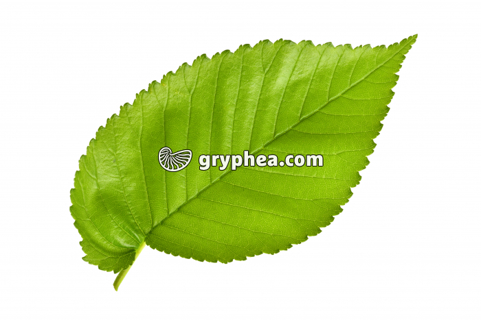 Orme - feuille isolée sur fond blanc (Ulmus sp.) - gryphea.com